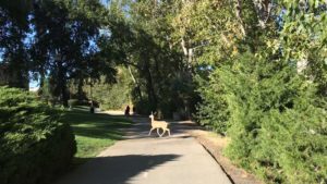 Deer crossing my path